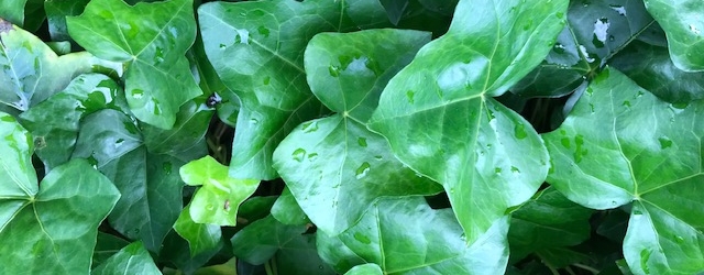 Efeublätter mit Regentropfen